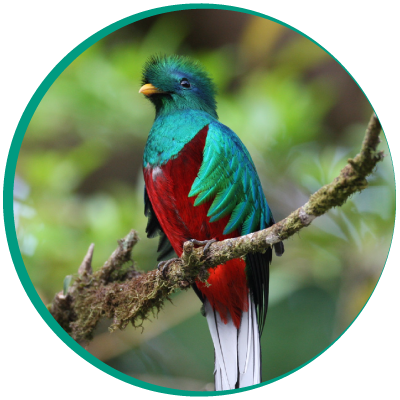 Pajaro con brillante plumaje rojo y azul, Sarapiqui Costa Rica
